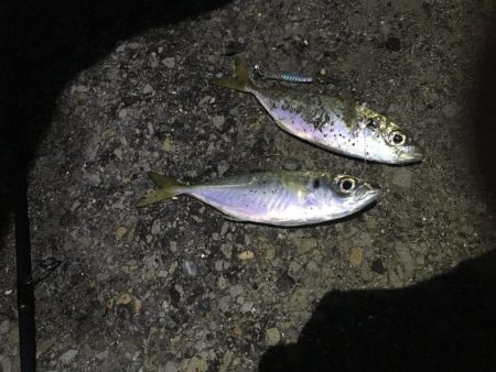 夕マヅメにジグサビキ